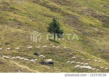 Sheep in typical landscape near Portillo de Eraize and Col de la Pierre St Martin, Spanish French border in the Pyrenees, Spain Sheep in typical landscape near Portillo de Eraize and Col de la Pierre St Martin, Spanish French border in the Pyrenees, Spain 122578136