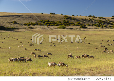 Herd of sheep near Millau, Occitanie, Departement Aveyron, France Herd of sheep near Millau, Occitanie, Departement Aveyron, France 122578137