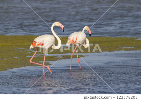 Flamingo in Parc Naturel regional de Camargue, Provence, France Flamingo in Parc Naturel regional de Camargue, Provence, France 122578203