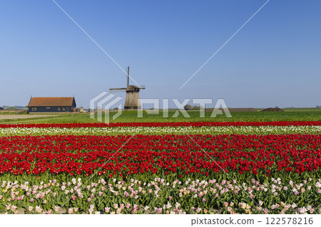 Field of tulips with Ondermolen windmill near Alkmaar, The Netherlands Field of tulips with Ondermolen windmill near Alkmaar, The Netherlands 122578216