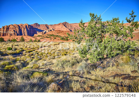 Red Rock Cliffs and Juniper Tree in Snow Canyon Low Perspective 122579148