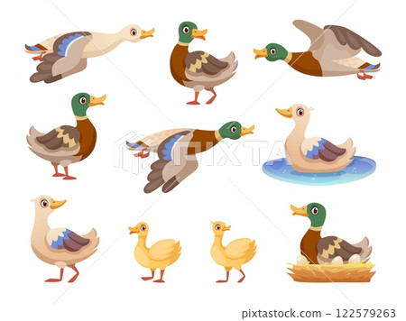 Wild ducks. Cartoon mallard anas platyrhynchos, europa duck bird with wing fly or swim on pond water bird nature wildlife duckling family, hunting set swanky vector illustration 122579263