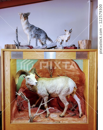 Bighorn Sheep and Canids in Desert Diorama Eye Level Display 122579300
