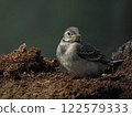 Little bird in the forest 122579333
