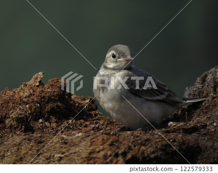 Little bird in the forest Little bird in the forest 122579333