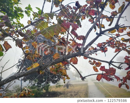 Dew-Kissed Spider Web in Autumn Trees Eye-Level Perspective 122579386