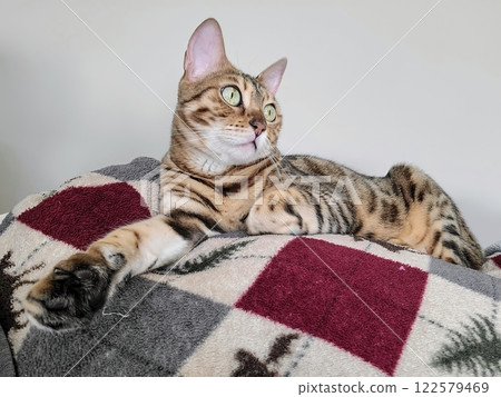 Bengal Cat Lounging on Patterned Blanket Eye-Level Perspective Bengal Cat Lounging on Patterned Blanket Eye-Level Perspective 122579469