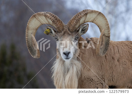 Transcaspian urial (Ovis orientalis arkal). Wild life animal. Transcaspian urial (Ovis orientalis arkal). Wild life animal. 122579973