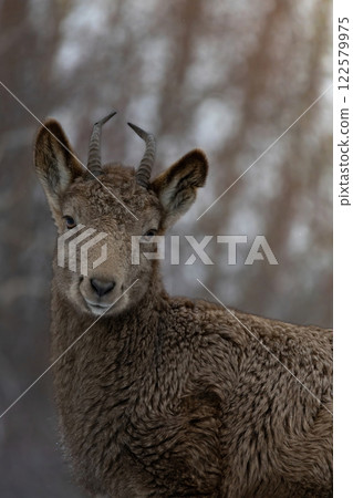 Female Siberian ibex (Capra sibirica) . Wildlife animal. 122579975