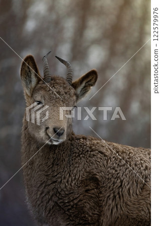 Female Siberian ibex (Capra sibirica) . Wildlife animal. Female Siberian ibex (Capra sibirica) . Wildlife animal. 122579976