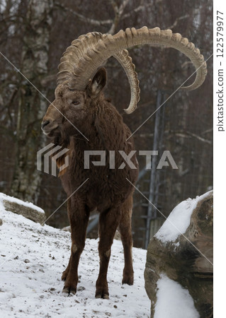 Male Siberian ibex Capra sibirica with his big horns Male Siberian ibex Capra sibirica with his big horns 122579977