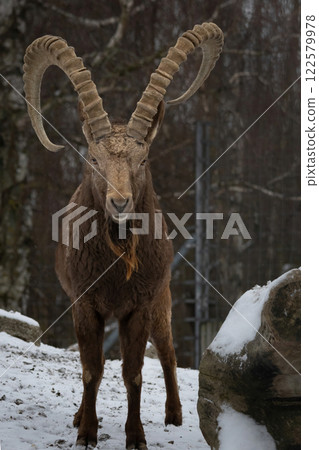 Male Siberian ibex Capra sibirica with his big horns Male Siberian ibex Capra sibirica with his big horns 122579978