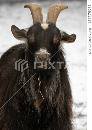 portrait of a goat 122579981