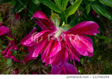 The peony or paeony. pink flowers in garden. 122580264