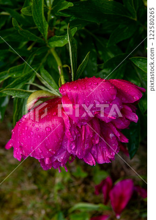 The peony or paeony. pink flowers in garden. 122580265