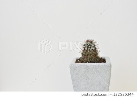 仙人掌 122580344