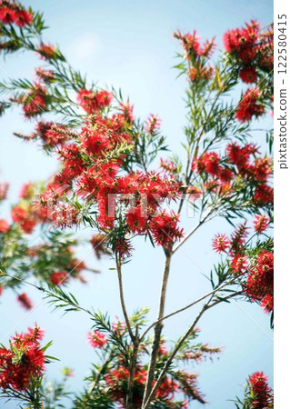 Bottlebrush flowers blooming against the blue sky 122580415