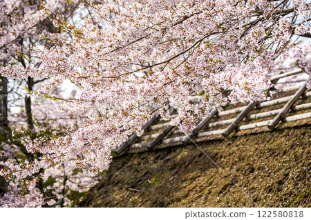 Cherry blossoms in full bloom and thatched roofs at Fumonji Temple in Maniwa City, Okayama Prefecture Cherry blossoms in full bloom and thatched roofs at Fumonji Temple in Maniwa City, Okayama Prefecture 122580818