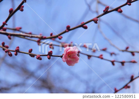 Plum blossoms starting to bloom 122580951