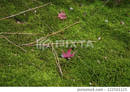 落在青苔的秋葉 落在青苔的秋葉 122581123