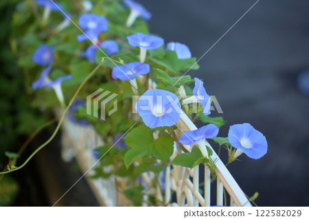 Refreshing morning glory flowers Refreshing morning glory flowers 122582029