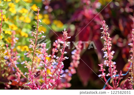 Cute coleus flowers Cute coleus flowers 122582031