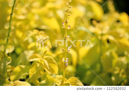 Cute coleus flowers 122582032