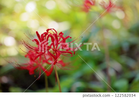 Vivid red spider lily flowers 122582034