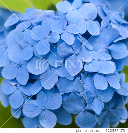 A beautiful blue hydrangea blooming in the park A beautiful blue hydrangea blooming in the park 122582473