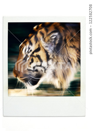 Tiger, Polar style 122582708