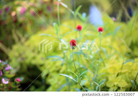 可愛的千日紅花 122583007