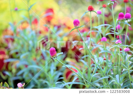 可愛的千日紅花 可愛的千日紅花 122583008