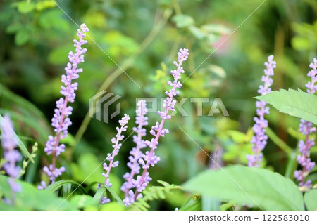清新的麝香百合花朵 122583010