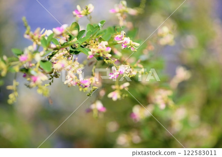 Autumn seven herbs, Hagi flowers 122583011