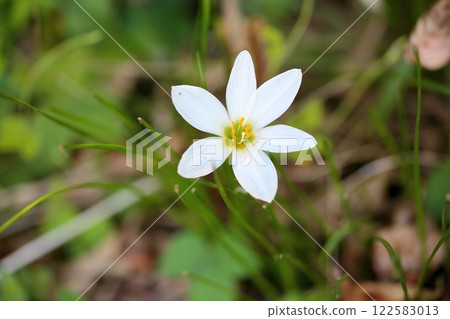 清爽的玉垂花 122583013