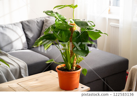 Monstera deliciosa baby small indoor plants, tropical plants with beautiful sunset light 122583136