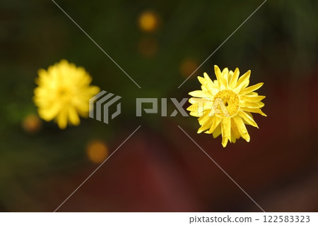 紙雛菊花 122583323