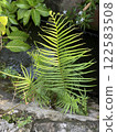 Ferns in the garden,indonesia. (Pterocarpus fern) 122583508