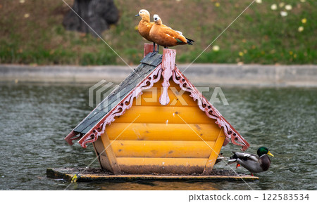 Red Ogari ducks (Tadorna ferruginea) are sitting on the roof of a wooden house in the middle of the pond. Red Ogari ducks (Tadorna ferruginea) are sitting on the roof of a wooden house in the middle of the pond. 122583534
