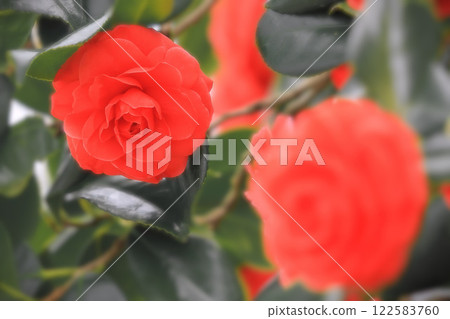 重瓣鮮紅色山茶花 重瓣鮮紅色山茶花 122583760