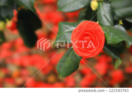重瓣鮮紅色山茶花 重瓣鮮紅色山茶花 122583761