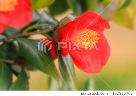 Beautiful bright red camellia flowers 122583762