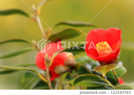 美麗鮮紅的山茶花 美麗鮮紅的山茶花 122583763