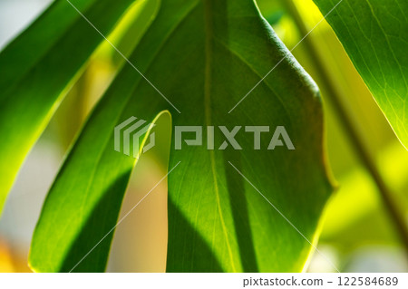 leaf, leafs, leaves 122584689