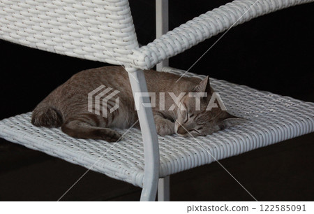 一隻棕色虎斑貓在午睡時睡得很香 一隻棕色虎斑貓在午睡時睡得很香 122585091