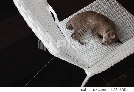 一隻棕色虎斑貓在午睡時睡得很香 122585093