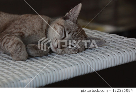 一隻棕色虎斑貓在午睡時睡得很香 122585094