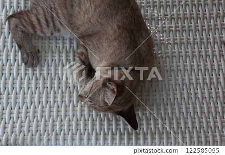 一隻棕色虎斑貓在午睡時睡得很香 一隻棕色虎斑貓在午睡時睡得很香 122585095