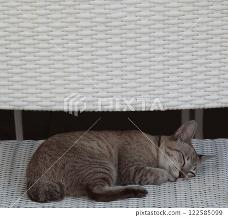 A brown tabby cat sleeping soundly during a nap A brown tabby cat sleeping soundly during a nap 122585099