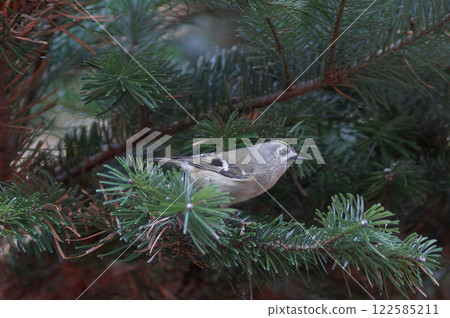 金冠戴菊針葉樹 金冠戴菊針葉樹 122585211